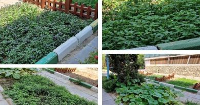 کاشت و برداشت محصولات ارگانیک در مزرعه خانواده منطقه ۲۰